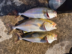 ショゴの釣果