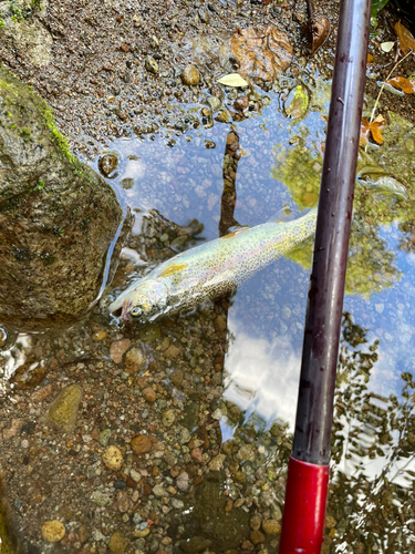 ニジマスの釣果