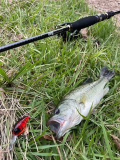 ラージマウスバスの釣果