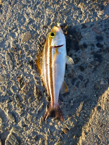 コトヒキの釣果