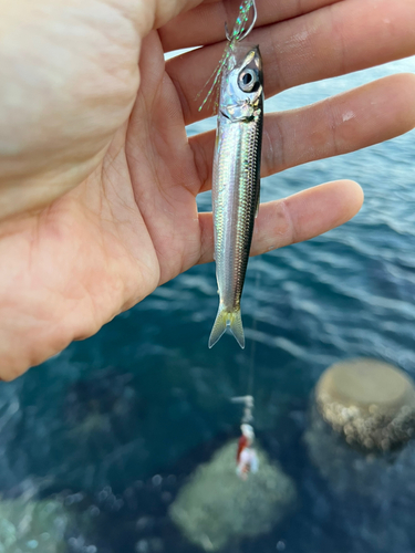 カタクチイワシの釣果