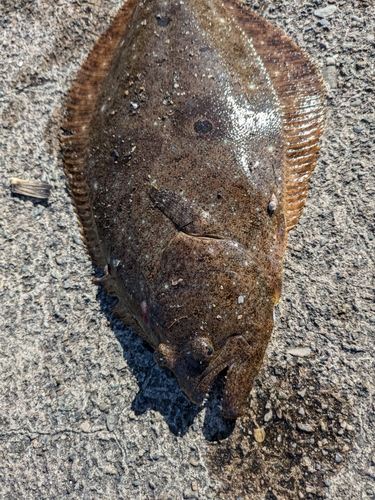 ヒラメの釣果