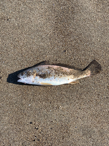 イシモチの釣果