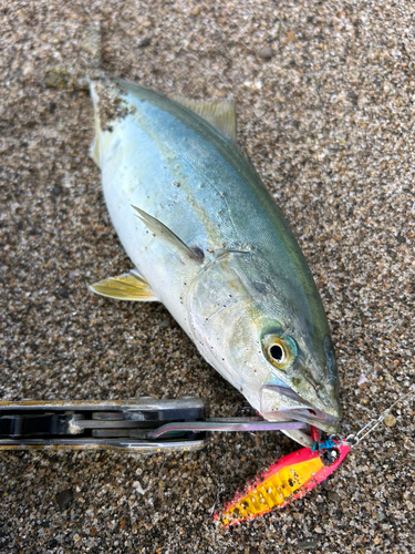 イナダの釣果