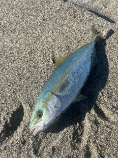 ワカシの釣果