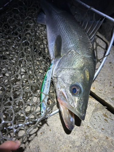 マルスズキの釣果