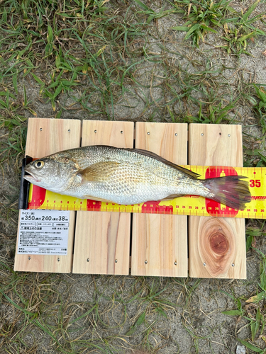 イシモチの釣果