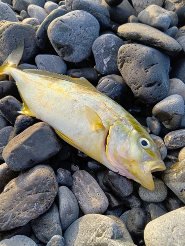 ショゴの釣果