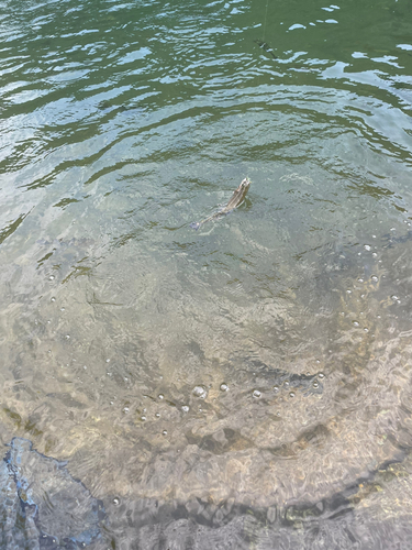 ニジマスの釣果