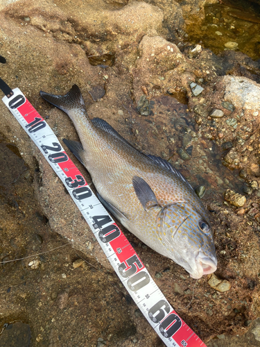 コロダイの釣果