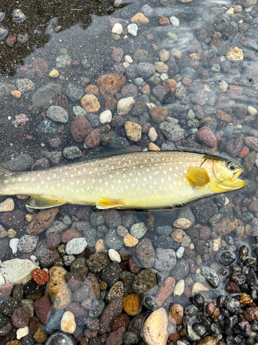 アメマスの釣果