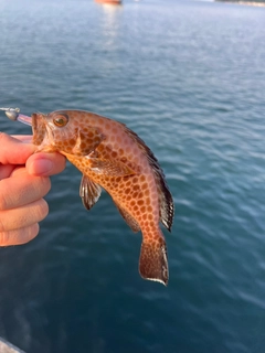 オオモンハタの釣果