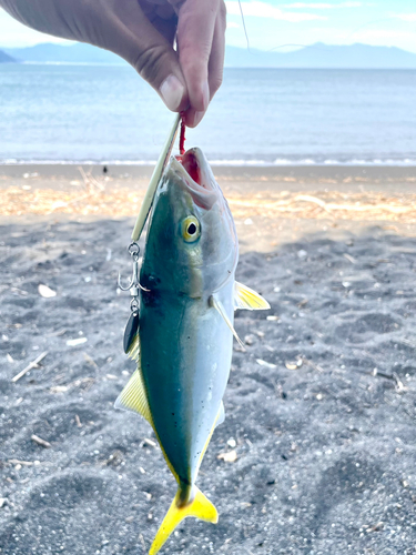 ワカシの釣果