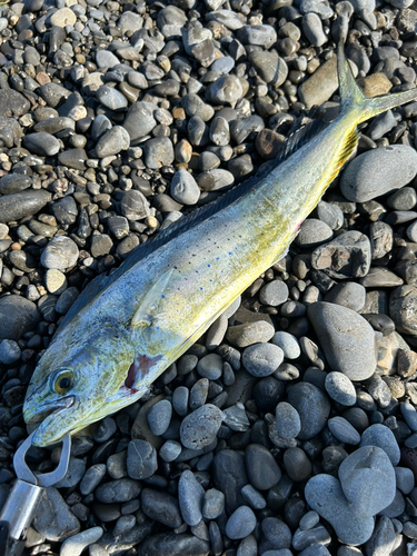 シイラの釣果