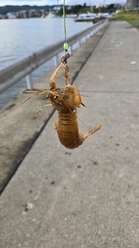 シャコエビの釣果