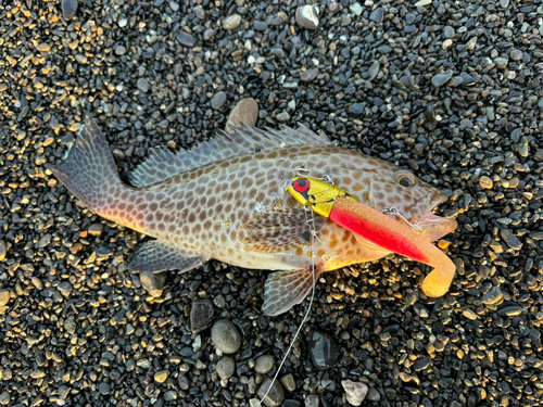 オオモンハタの釣果