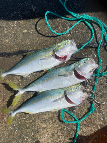 ツバスの釣果