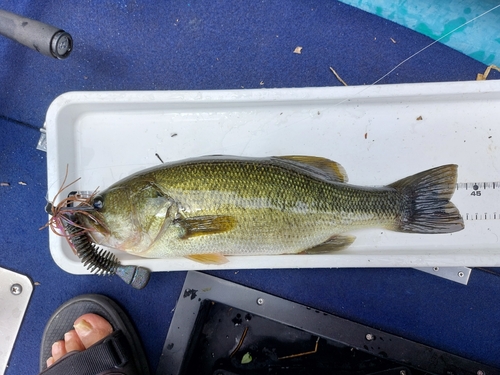 ブラックバスの釣果