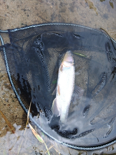 ケタバスの釣果