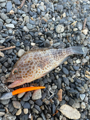 オオモンハタの釣果