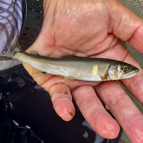 アユの釣果