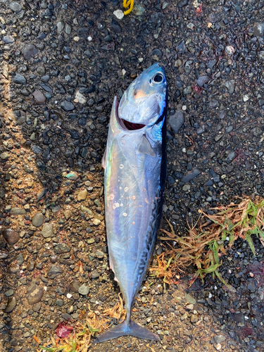 ソウダガツオの釣果