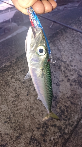 サバの釣果