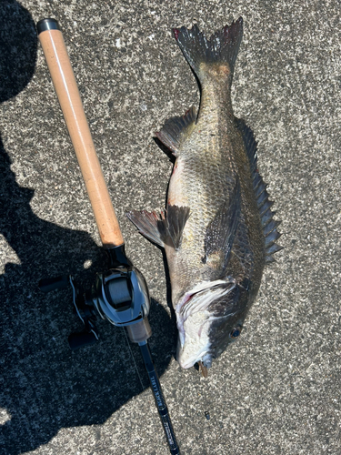 チヌの釣果