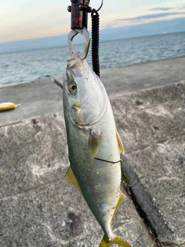 ツバスの釣果