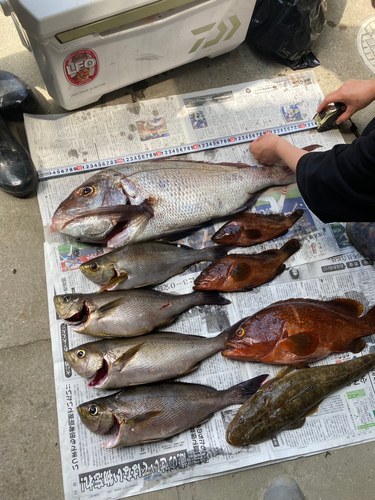 タイの釣果