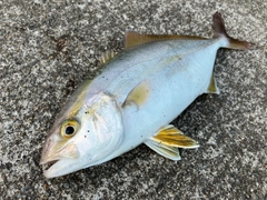 ショゴの釣果