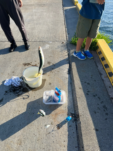 サバの釣果