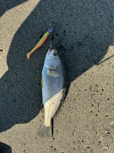 イシモチの釣果