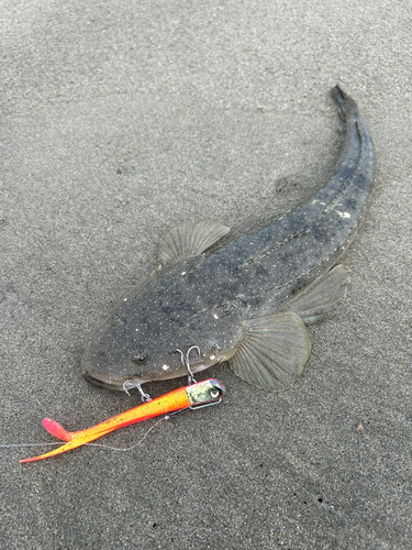 マゴチの釣果