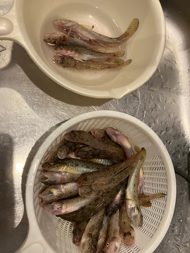 ハゼの釣果