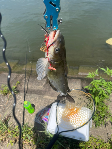 アメリカナマズの釣果