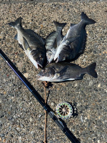 クロダイの釣果