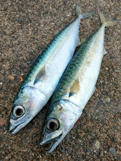 サバの釣果