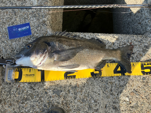 クロダイの釣果