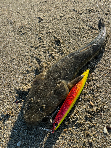 マゴチの釣果