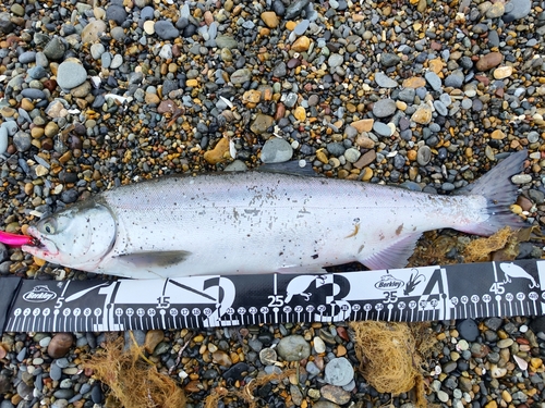 カラフトマスの釣果