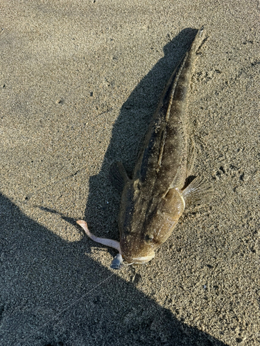 マゴチの釣果