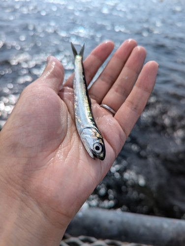 カタクチイワシの釣果