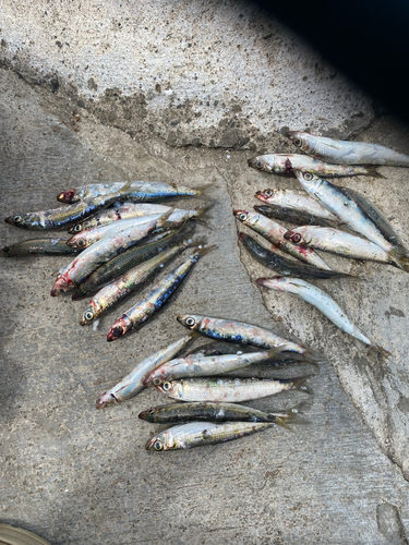 ウルメイワシの釣果