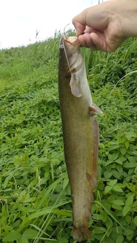 ナマズの釣果