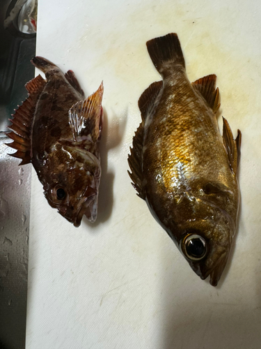 シロメバルの釣果