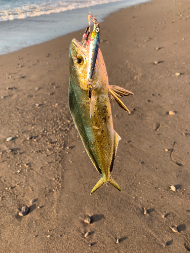 シイラの釣果