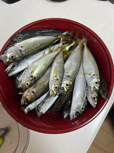 アジの釣果