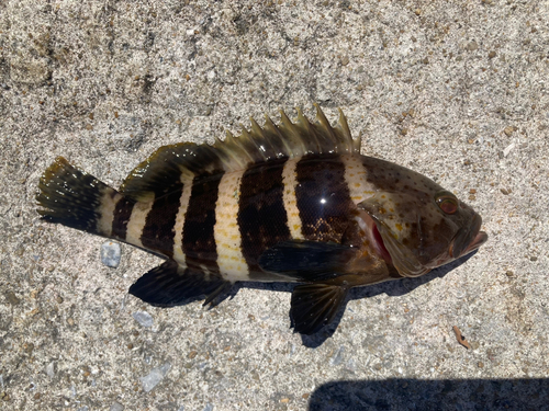 アオハタの釣果