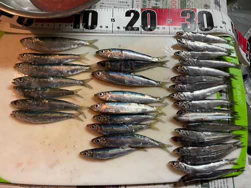 イワシの釣果